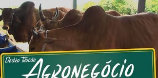 Perspectivas do agronegócio no Brasil agronegocio