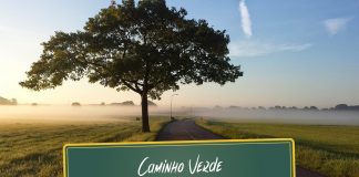 Plantando árvores pelas estradas do país Plantando árvores pelas estradas