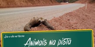 Animais silvestres atravessando a pista Animais silvestres atravessando a pista