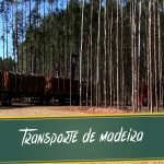 Capa_Pe_na_Estrada_Transporte_de_madeira