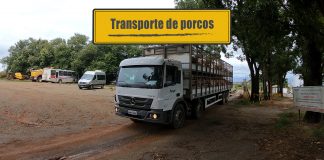 Logística da carne suína Logística da carne suína