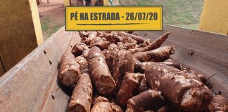 A versatilidade da mandioca e o profissionalismo do transporte na Suécia A versatilidade da mandioca e o profissionalismo do transporte na Suécia