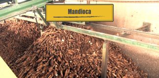 Transformação da mandioca Transformação da mandioca