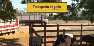 Transporte de gado Transporte de gado