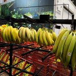 Logística da banana e história no transporte
