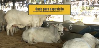 Gado para exposição Gado para exposição