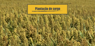 Plantação de sorgo Plantação de sorgo