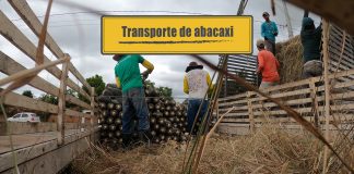 Transporte de abacaxi Transporte de abacaxi